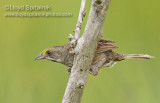 Seaside Sparrow