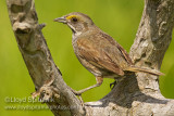 Seaside Sparrow