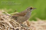 Seaside Sparrow