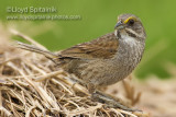 Seaside Sparrow