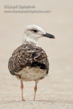 Lesser Black-backed Gull