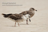 Lesser Black-backed Gull
