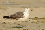Lesser Black-backed Gull