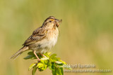Grasshopper Sparrow