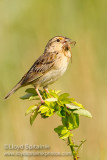 Grasshopper Sparrow