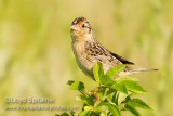 Grasshopper Sparrow