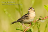 Grasshopper Sparrow