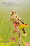 Grasshopper Sparrow