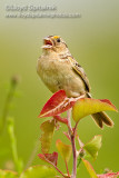 Grasshopper Sparrow