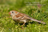 Field Sparrow