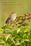 Field Sparrow (juvenile)