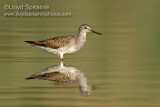 Lesser Yellowlegs