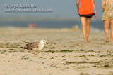 Great Black-backed Gull