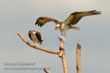 Osprey