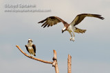Osprey