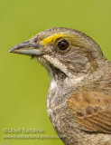 Seaside Sparrow