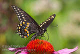 Black Swallowtail