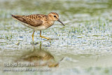 Least Sandpiper