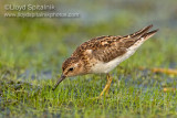 Least Sandpiper