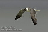 Laughing Gull