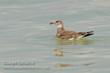 Laughing Gull