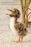 Common Tern