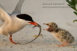 Common Tern