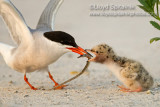 Common Tern