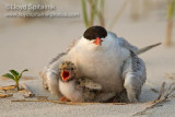 Common Tern