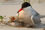 Common Tern