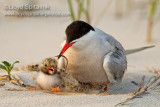 Common Tern