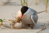 Common Tern
