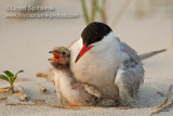 Common Tern