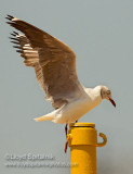 Gray-hooded Gull