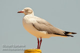 Gray-hooded Gull