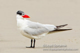 Caspian Tern