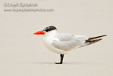 Caspian Tern