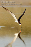 Black Skimmer