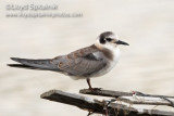 Black Tern (juvenile)