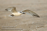Sandwich Tern