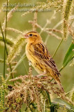Bobolink