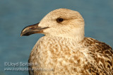 Herring Gull