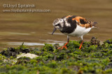 Ruddy Turnstone (male)