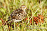 Pectoral Sandpiper (juvenile)