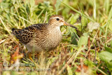 Pectoral Sandpiper (juvenile)
