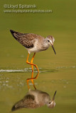 Lesser Yellowlegs