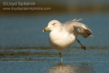 Ring-billed Gull