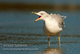 Ring-billed Gull