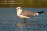 Laughing Gull