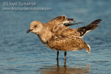 Laughing Gull